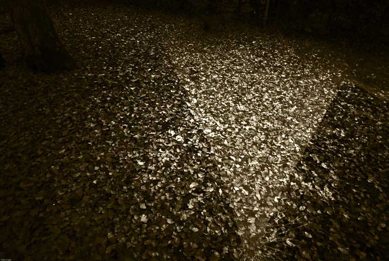 02-ginkgo