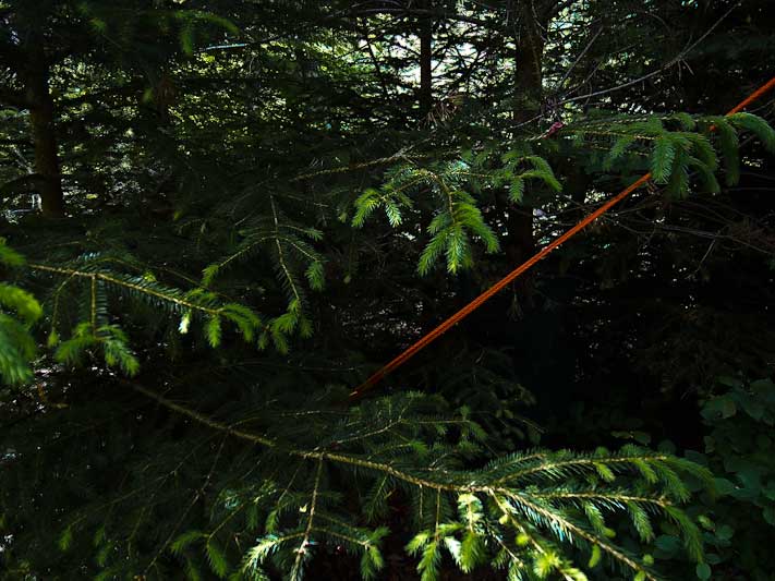 forest-II