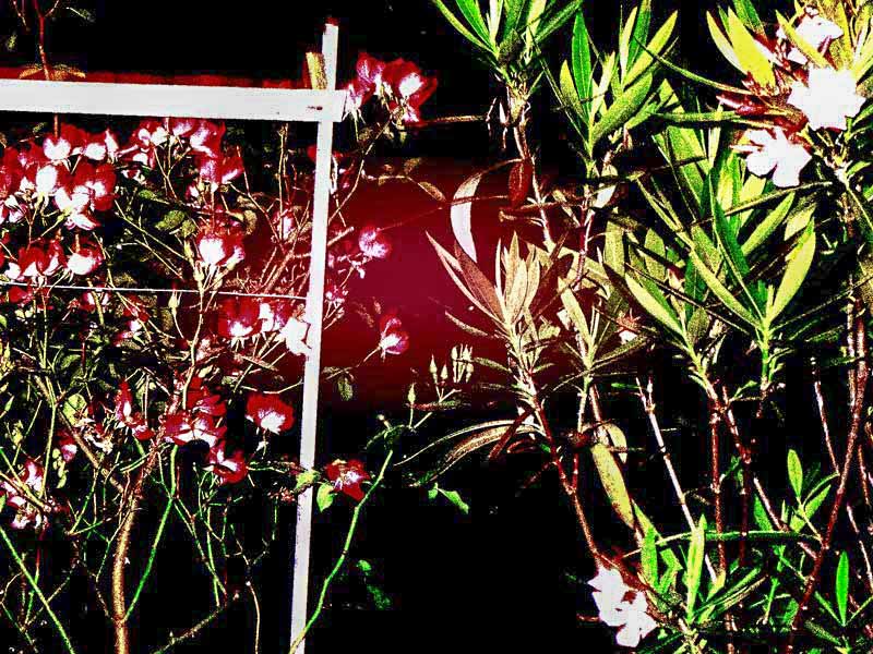 gardens-night-with-roses