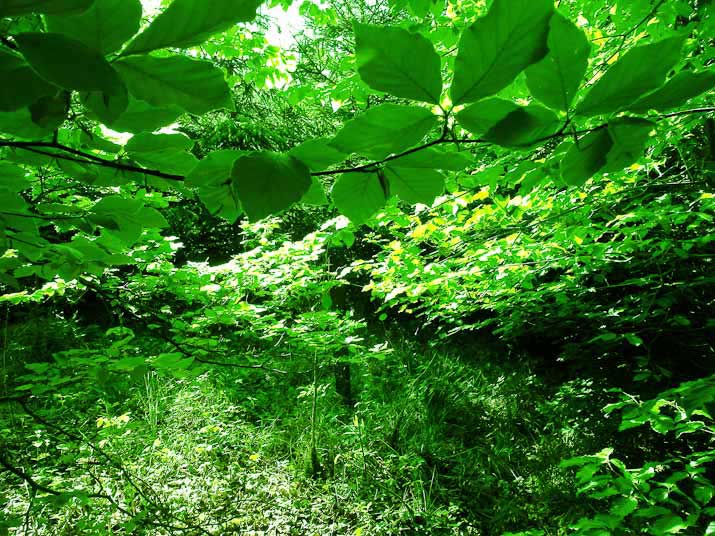 green_shadows_shining