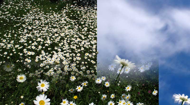 marguerites