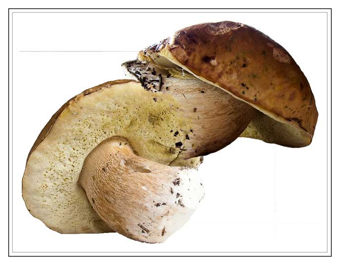 pilz-stein-11