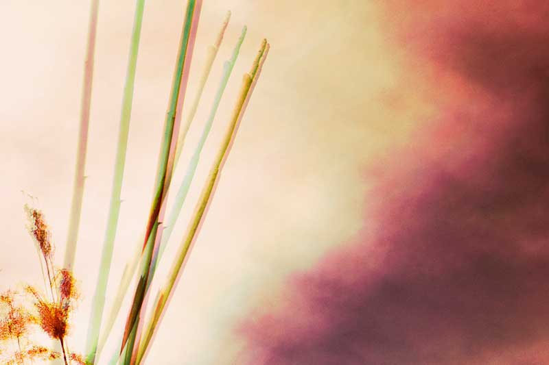 reed_4