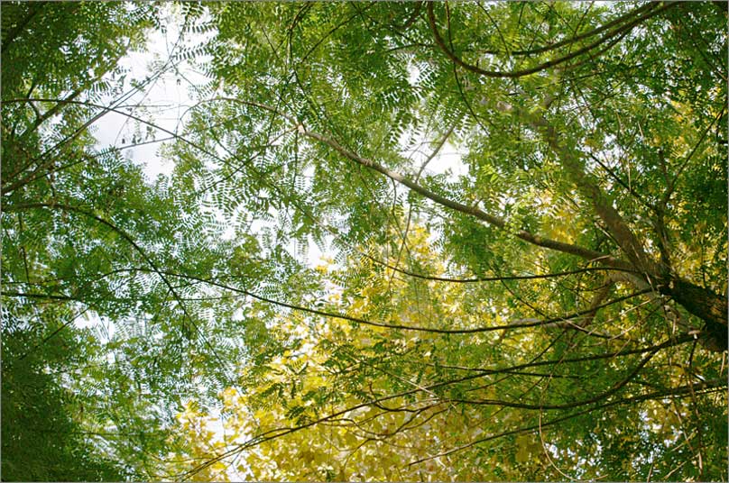 trees-palma