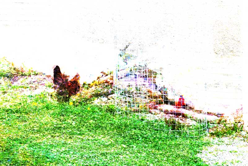 huhn-ist-huhn-2