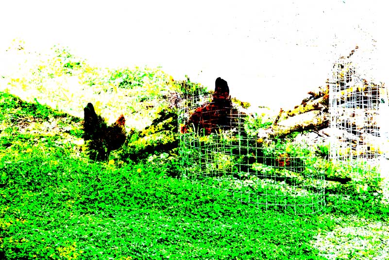 huhn-ist-huhn-hart-1