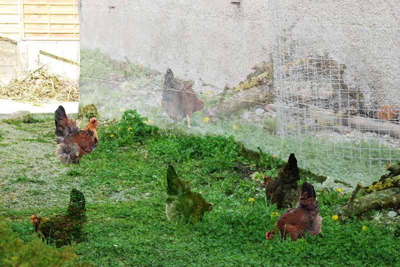 huhn-ist-huhn